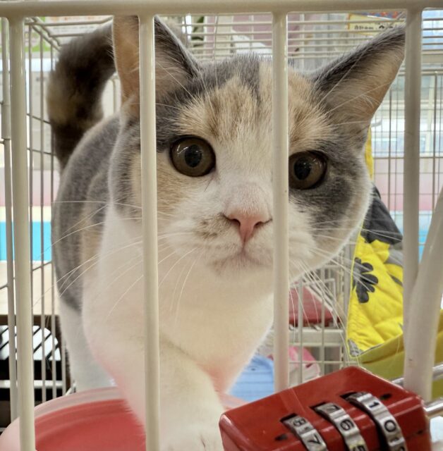 ブリティッシュショートヘア