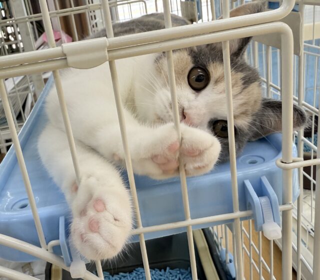 ブリティッシュショートヘア