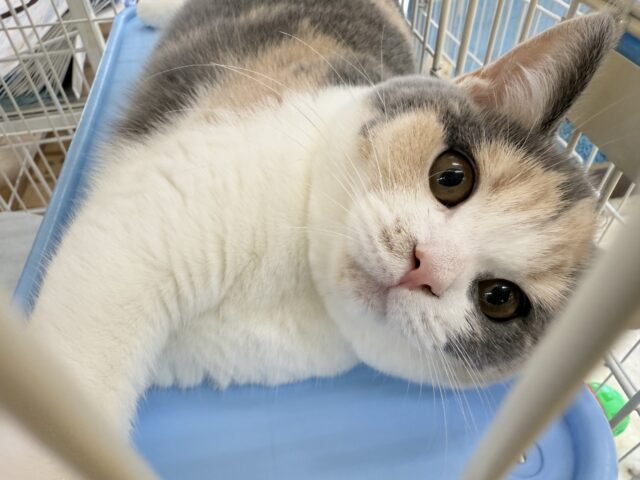 ブリティッシュショートヘア