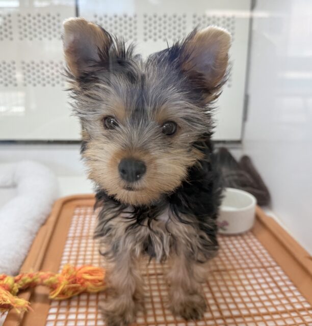 ヨークシャテリア