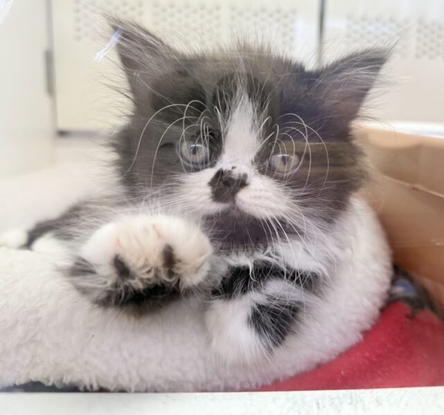 フォールデックス