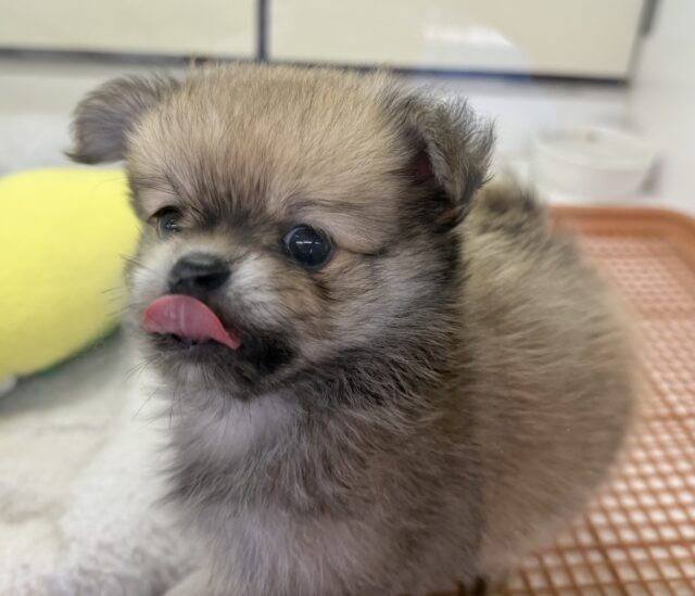 ポメチー（ポメチワ）