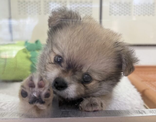 ポメチー（ポメチワ）