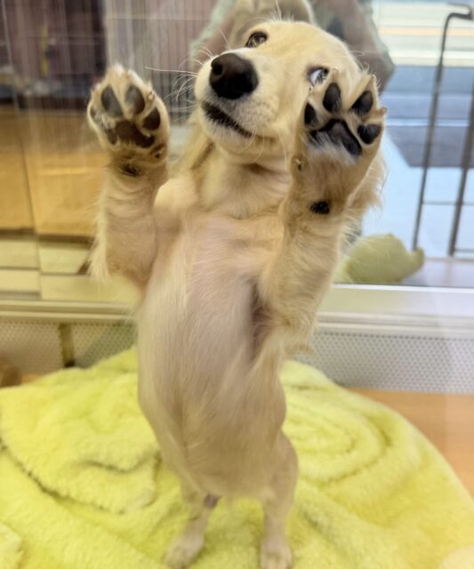 ミニチュアダックス