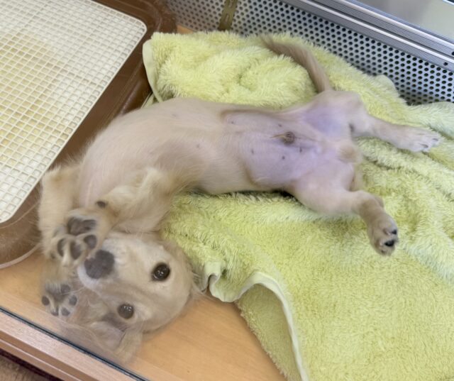 ミニチュアダックス