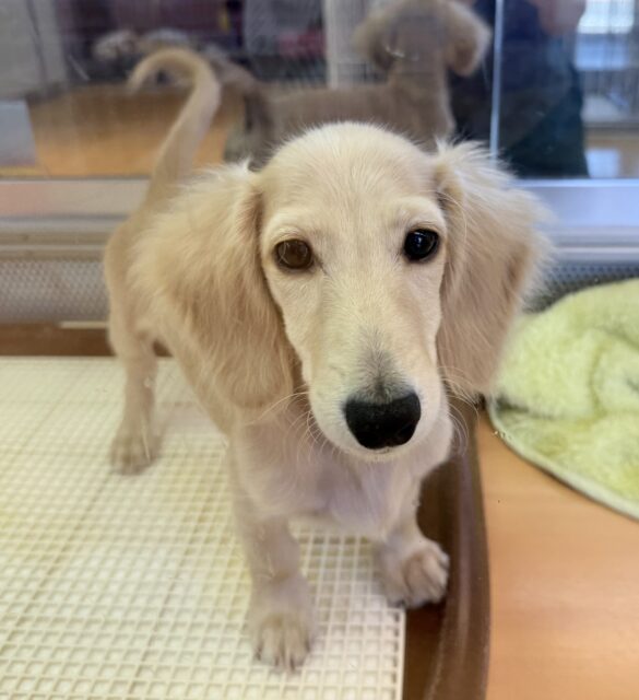 ミニチュアダックス