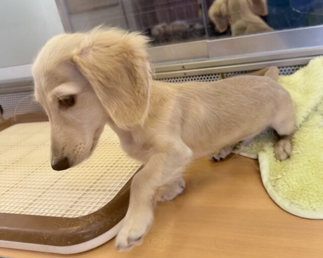 ミニチュアダックス