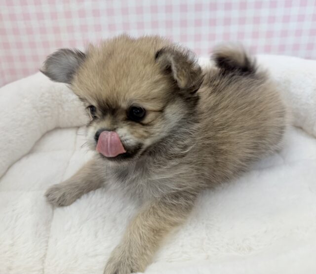 ポメチー（ポメチワ）