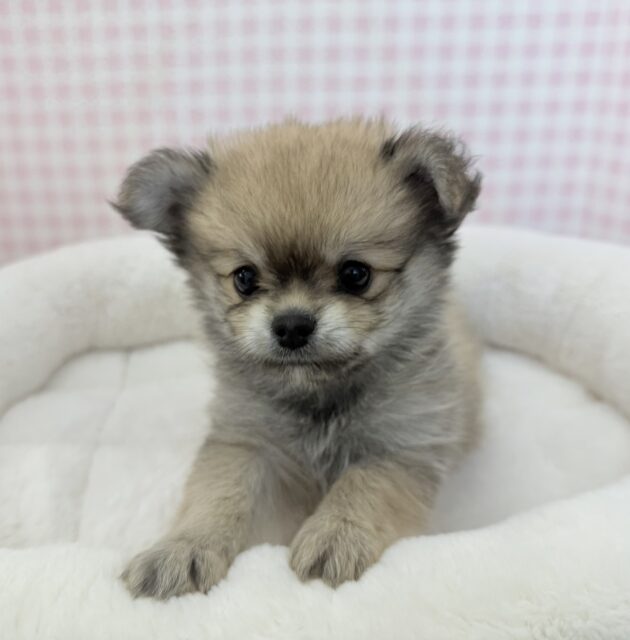 ポメチー（ポメチワ）