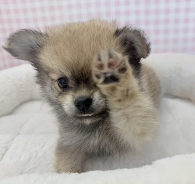 ポメチー（ポメチワ）