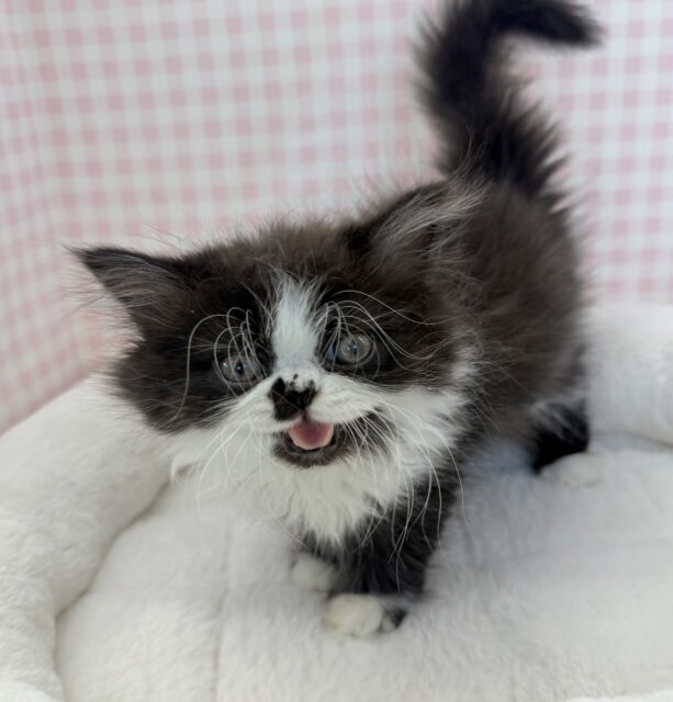 フォールデックス