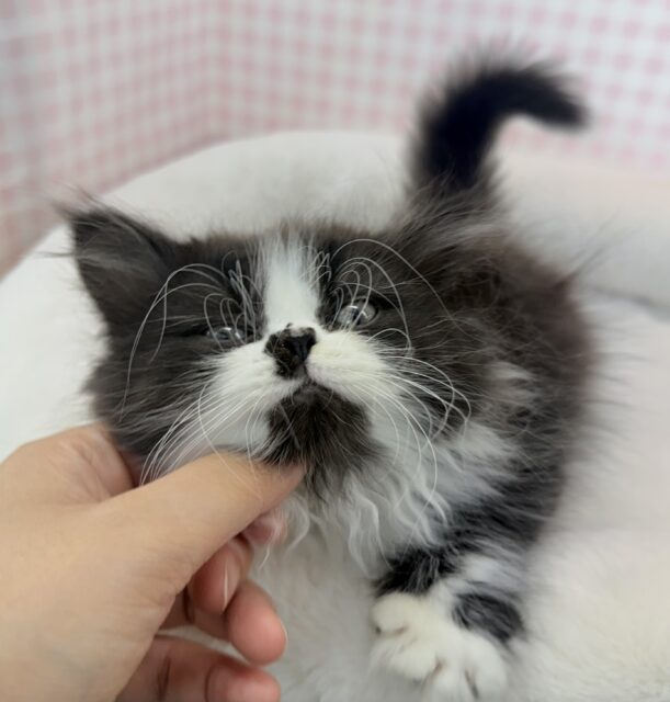 フォールデックス