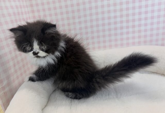 フォールデックス