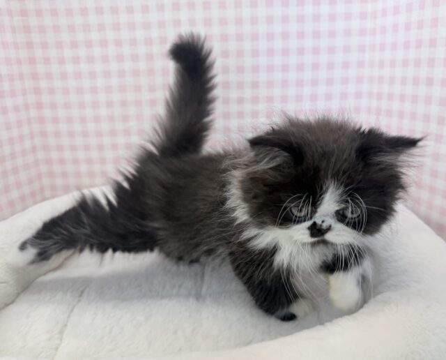 フォールデックス