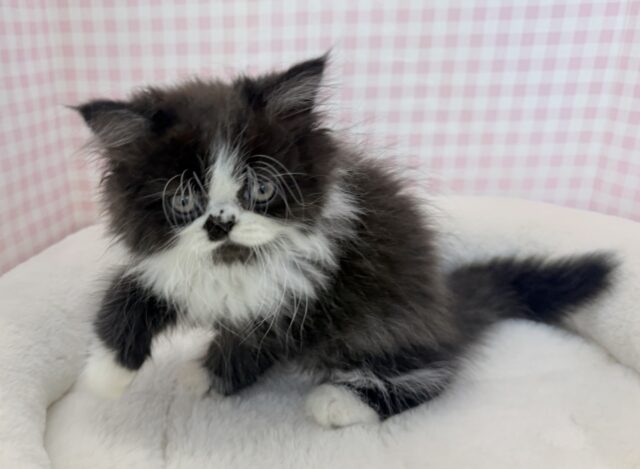 フォールデックス