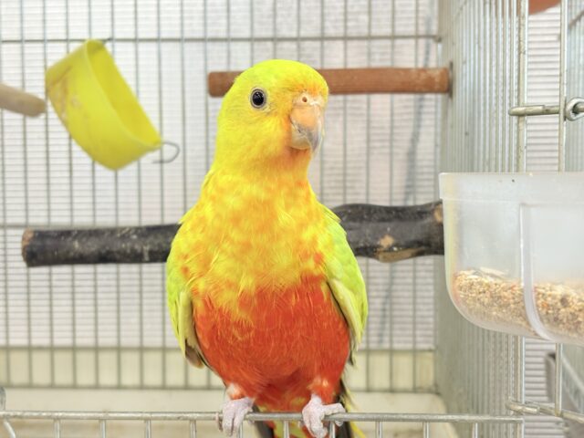 キンショウジョウインコ（キングパロット）