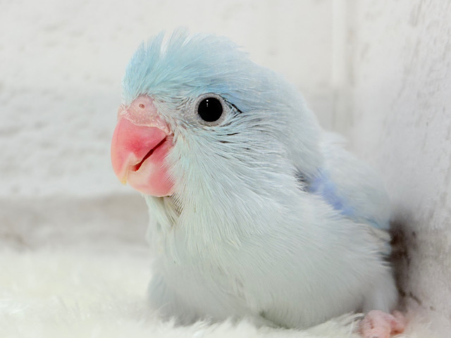 透明感🫧爽やかブルーの天使🧚マメルリハ(アメリカンホワイト) ヒナ 男の子