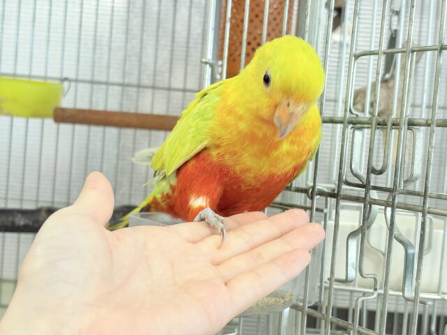 キンショウジョウインコ（キングパロット）