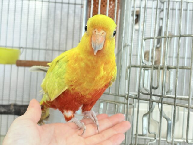 キンショウジョウインコ（キングパロット）