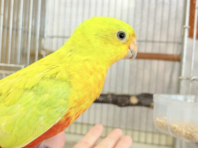 キンショウジョウインコ（キングパロット）