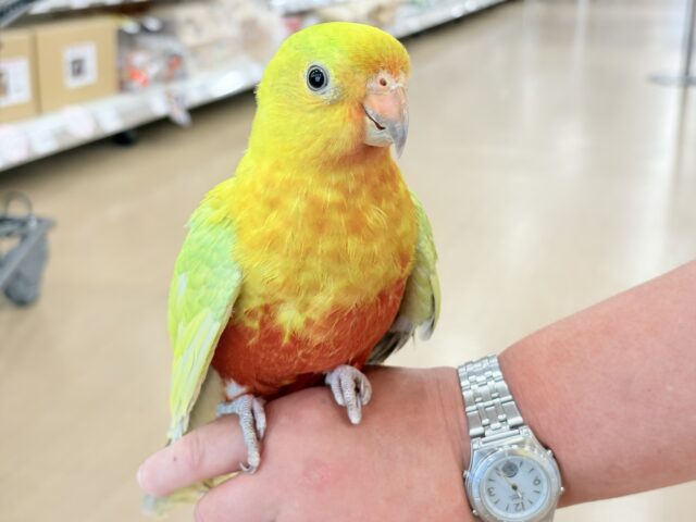 キンショウジョウインコ（キングパロット）