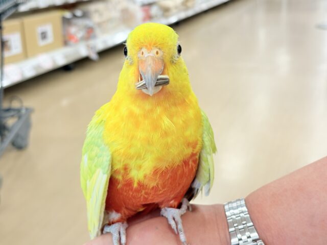 キンショウジョウインコ（キングパロット）