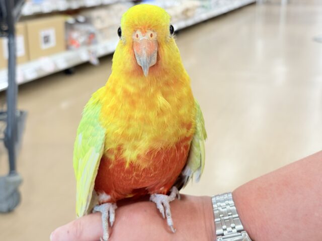 キンショウジョウインコ（キングパロット）