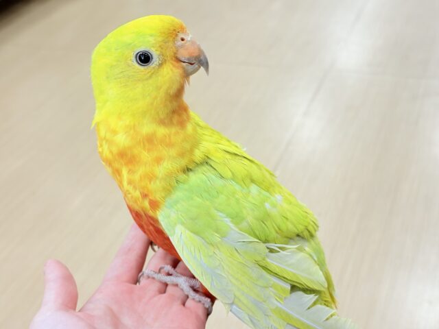 キンショウジョウインコ（キングパロット）