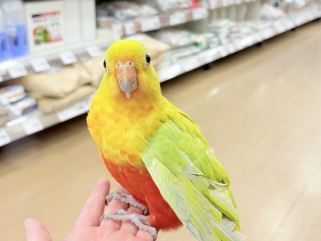 キンショウジョウインコ（キングパロット）