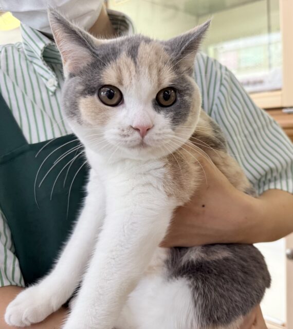 ブリティッシュショートヘア