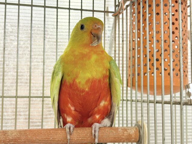 キンショウジョウインコ（キングパロット）