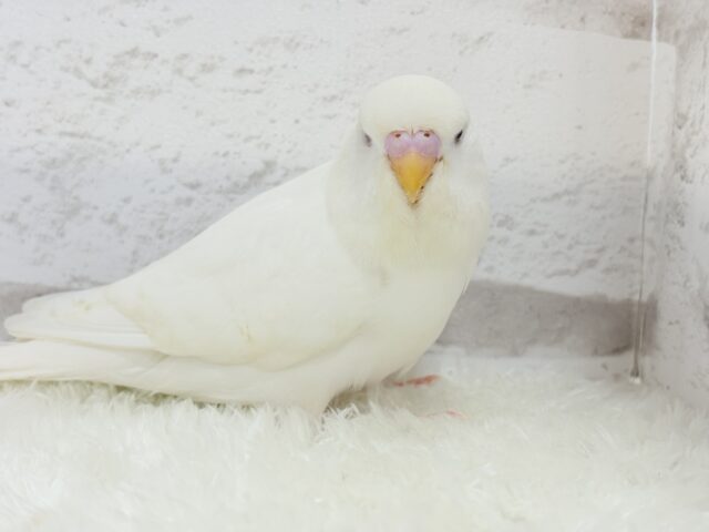 ジャンボセキセイインコ