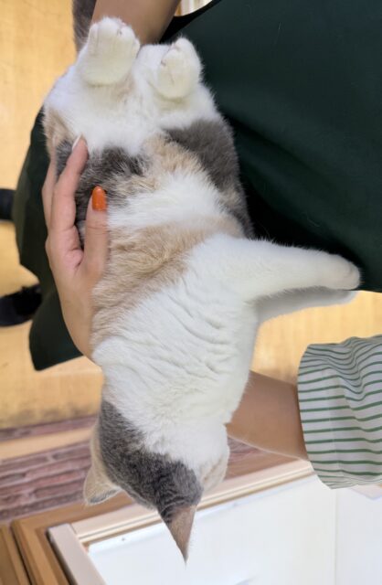 ブリティッシュショートヘア