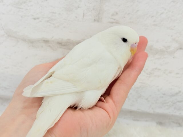 ジャンボセキセイインコ