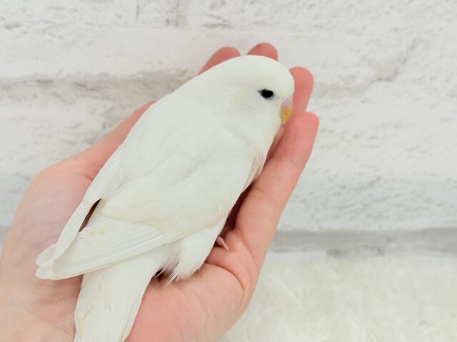 ジャンボセキセイインコ