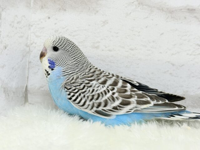 ジャンボセキセイインコ