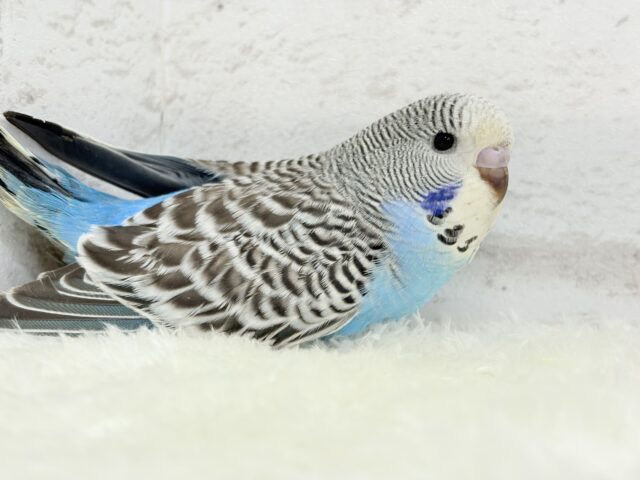 ジャンボセキセイインコ