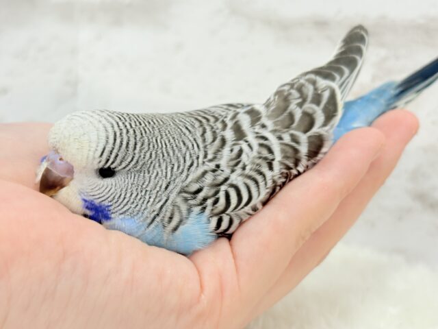 ジャンボセキセイインコ