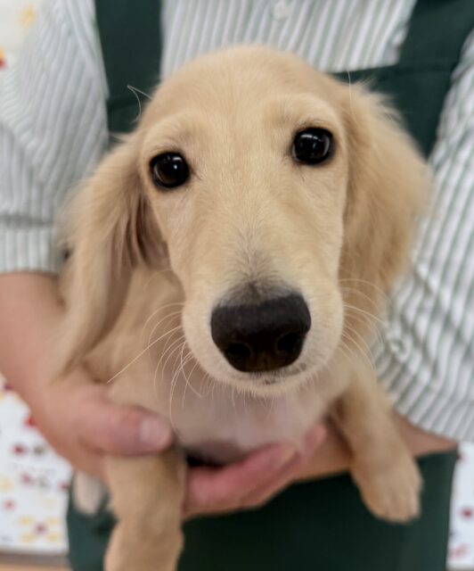 ミニチュアダックス