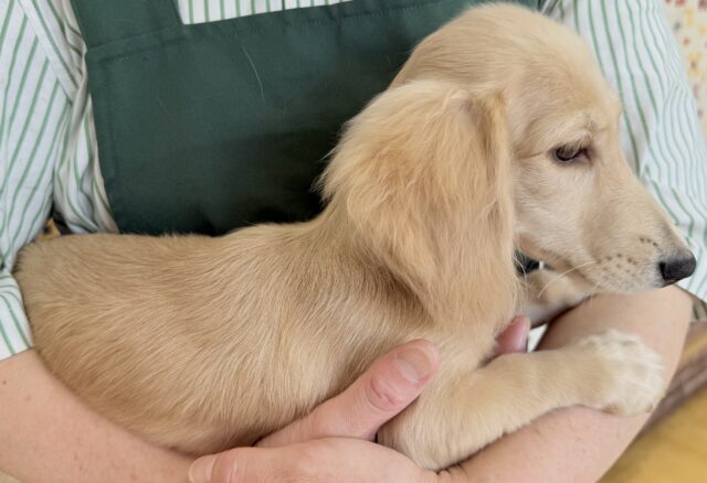 ミニチュアダックス