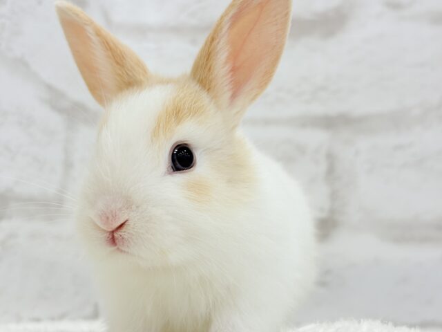 ミニウサギ