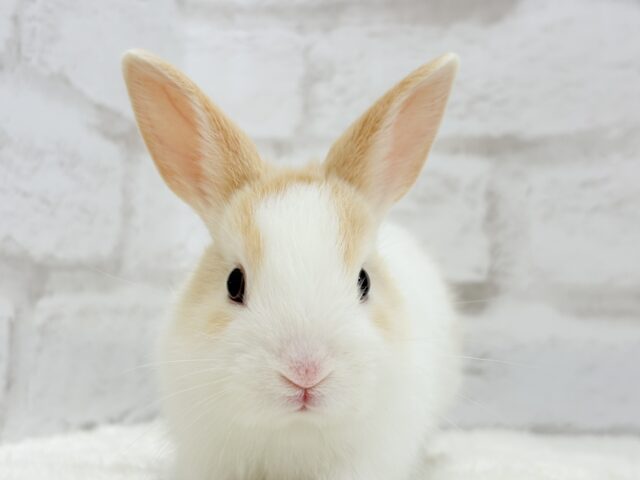 ミニウサギ