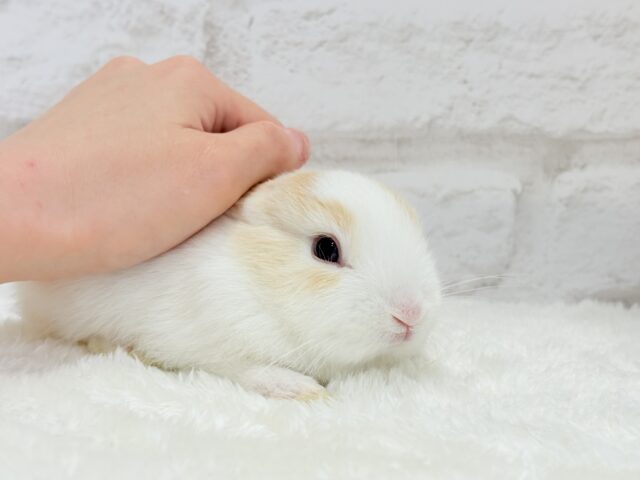 ミニウサギ