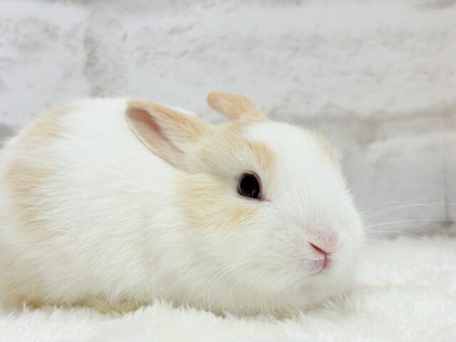 ミニウサギ