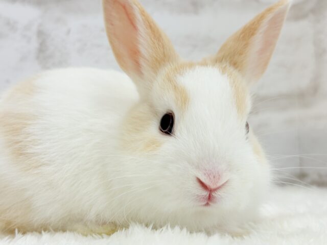 ミニウサギ