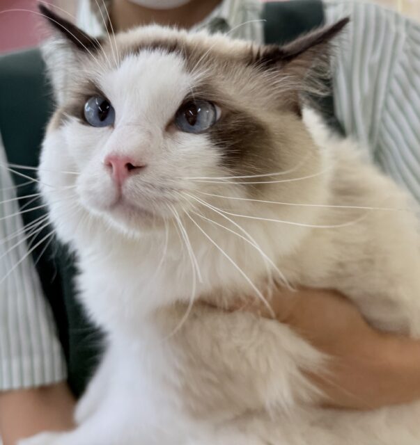 BIGなイケメン！ラグドールくん✨