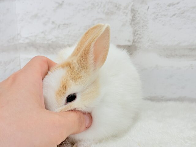 ミニウサギ