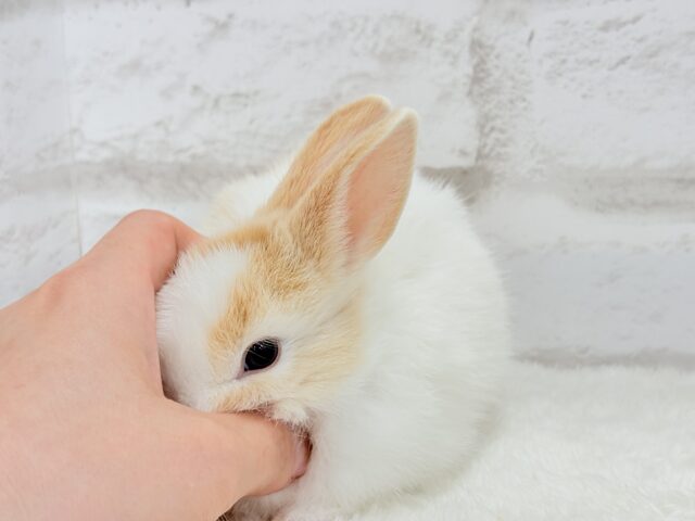 ミニウサギ