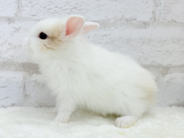 ジャージーウーリー