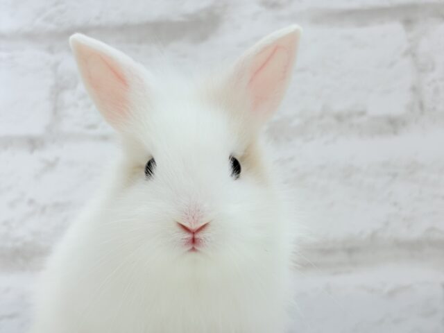 ジャージーウーリー